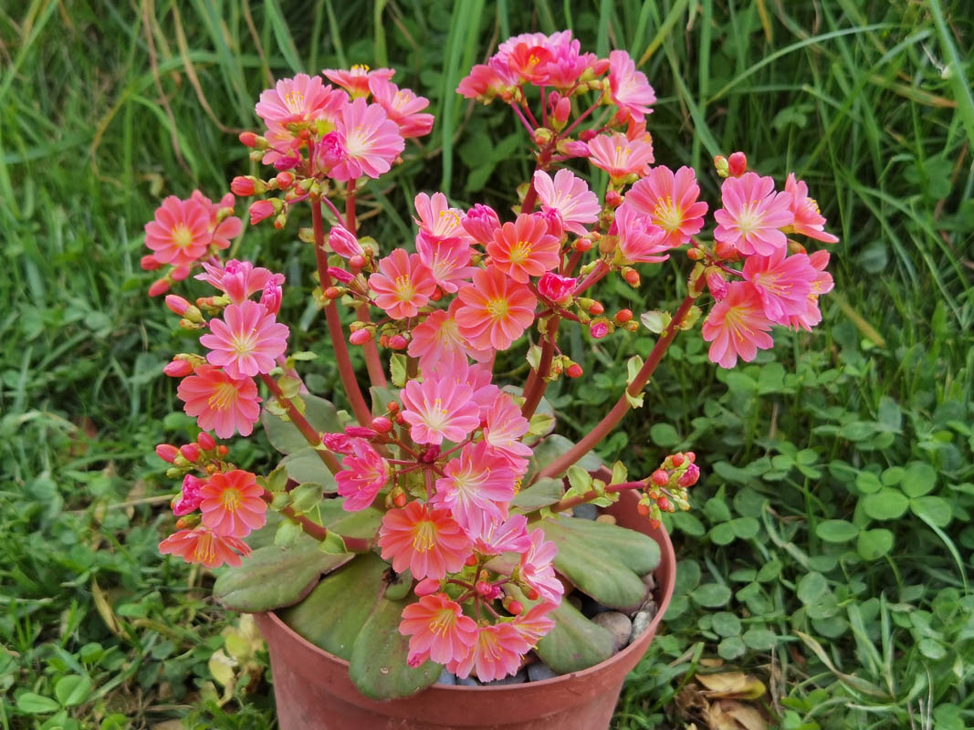 Lewisia cotyledon — formes orangées photo
